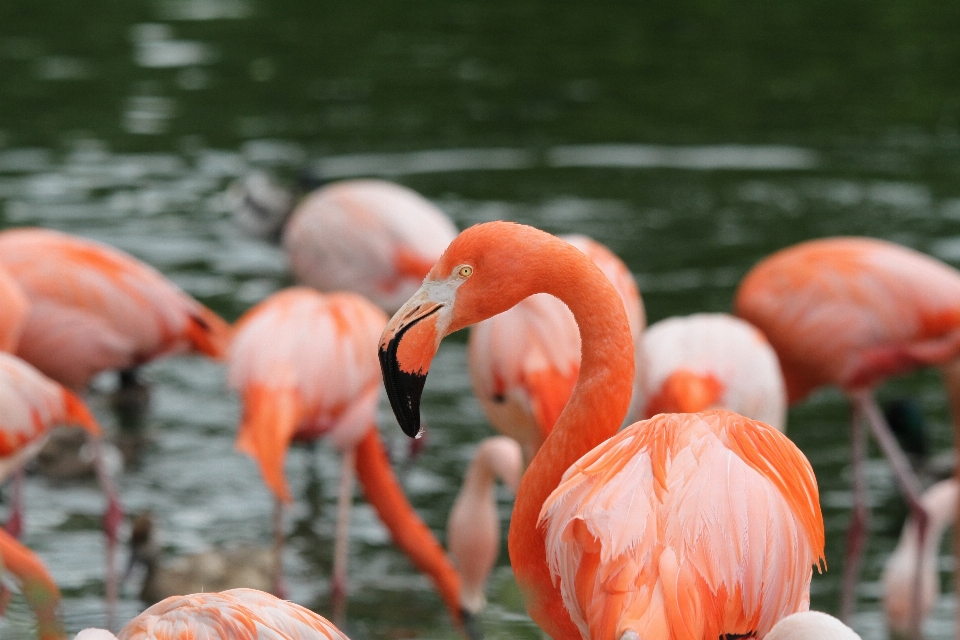 Vogel tierwelt zoo schnabel