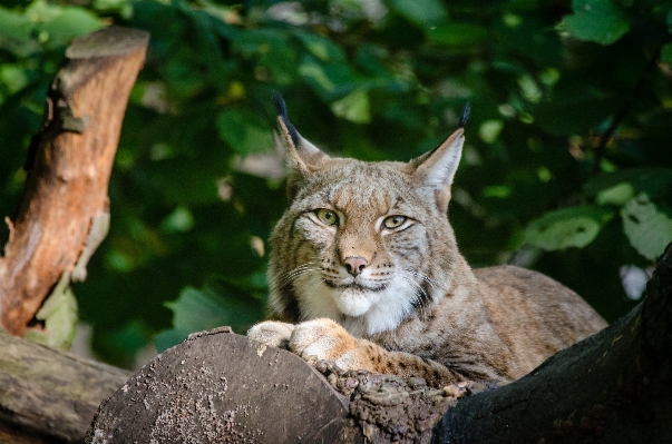 Foto Natura guardare animali selvatici selvaggio