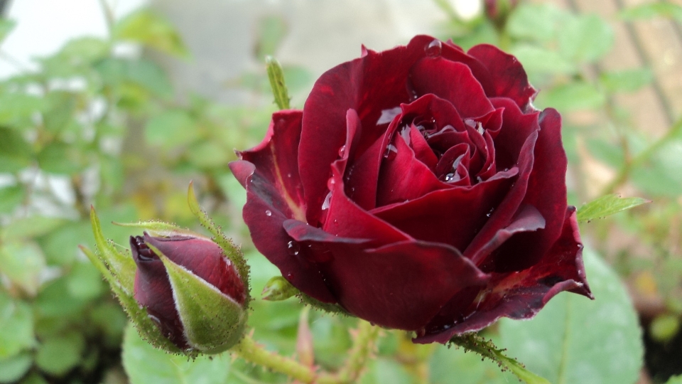 Natura pianta fiore petalo