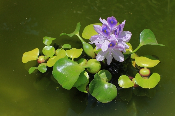 Nature blossom plant leaf Photo