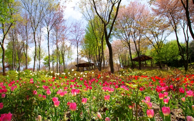 Blossom plant field meadow Photo