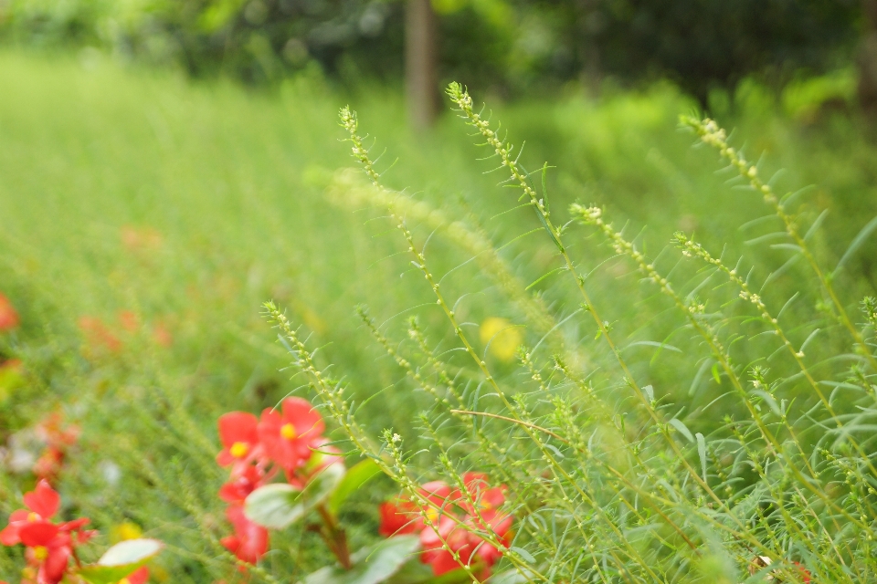 Nature grass plant field