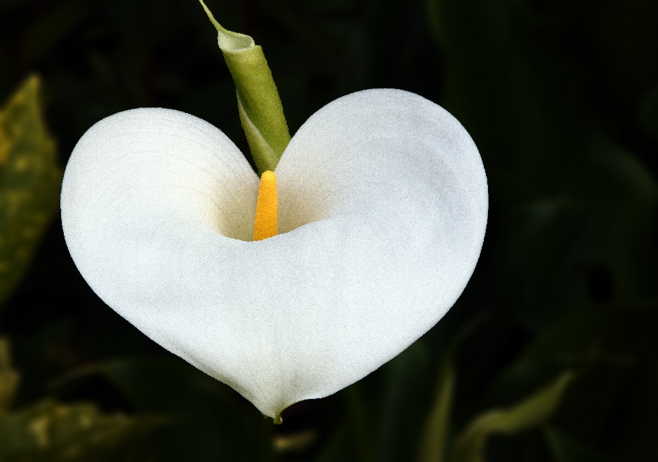 Naturaleza florecer planta blanco