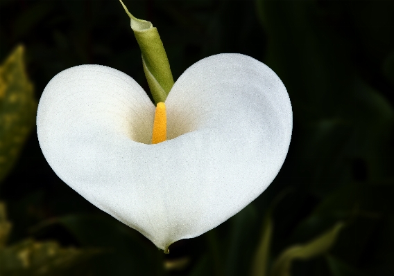 Nature blossom plant white Photo