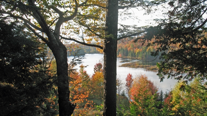 Foto Albero natura foresta selvaggia
