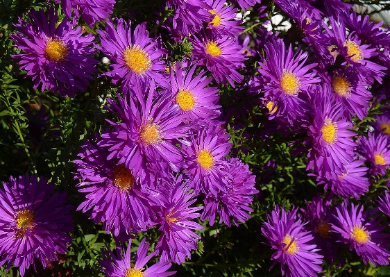 Table plant flower petal Photo