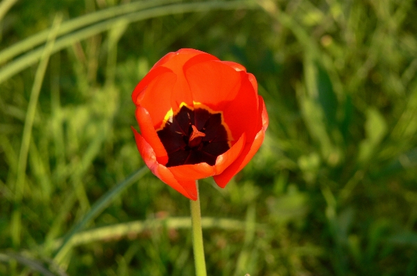 Nature grass blossom plant Photo