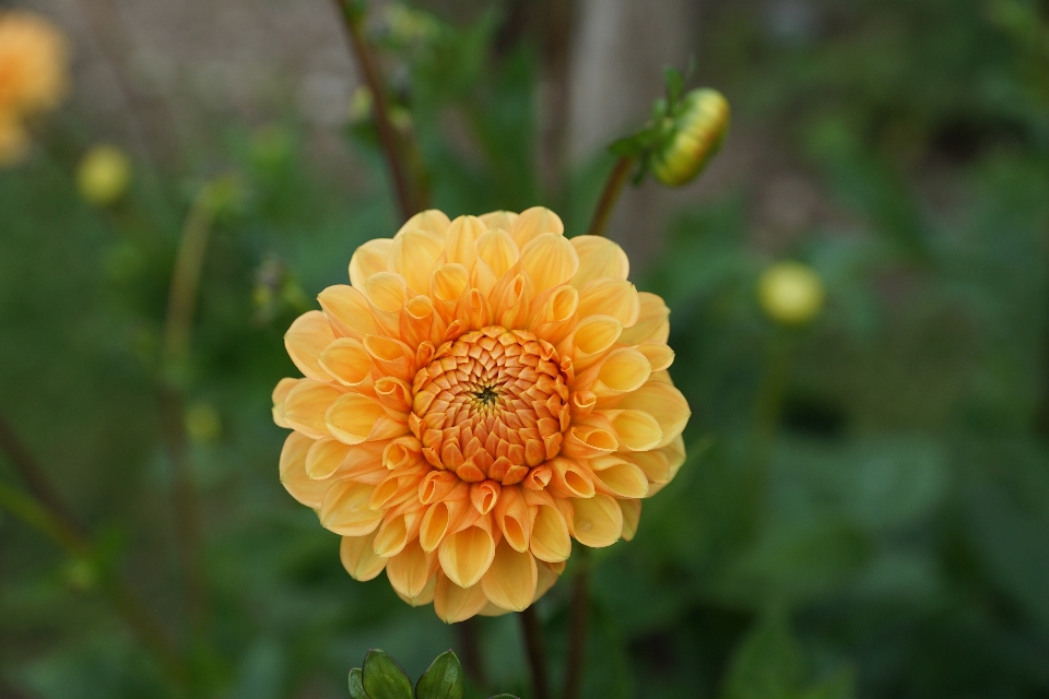 植物 场地 花 花瓣