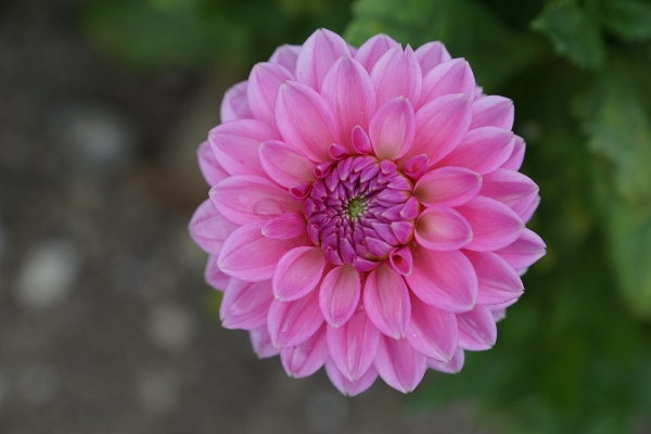 Anlage blume blütenblatt grün Foto