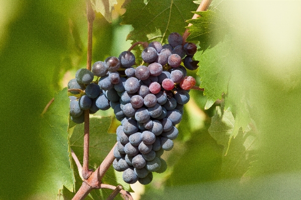 Branch plant grape vine Photo