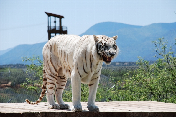 Animal wildlife wild zoo Photo