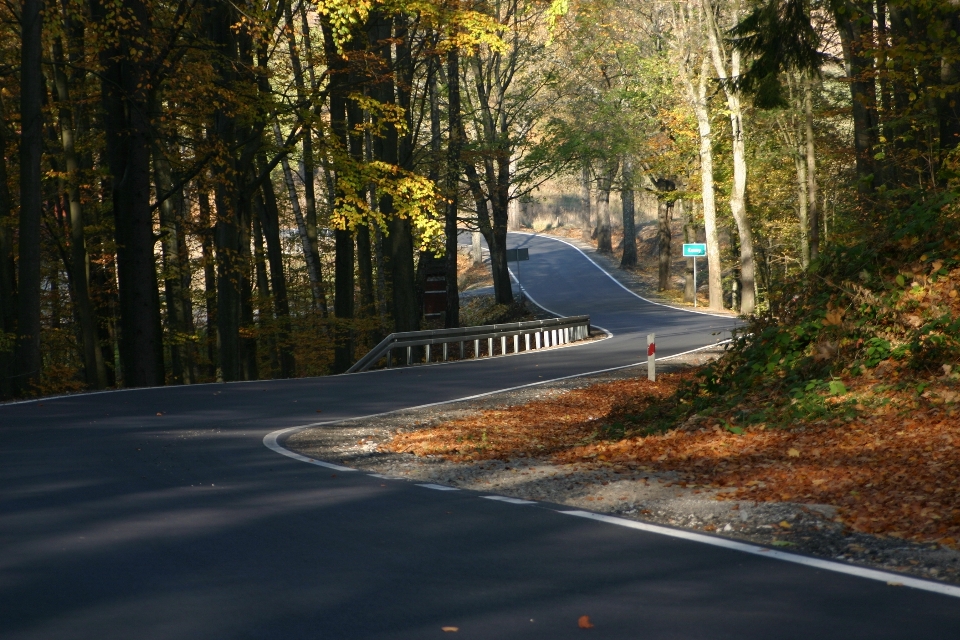 Ağaç yol sokak güneş ışığı