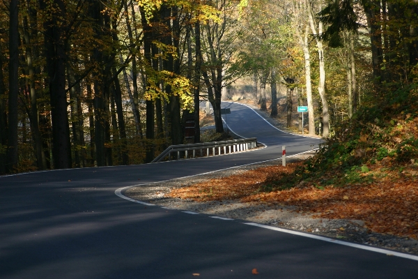 Tree road street sunlight Photo