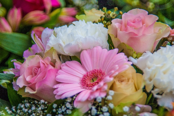 Blossom plant flower petal Photo