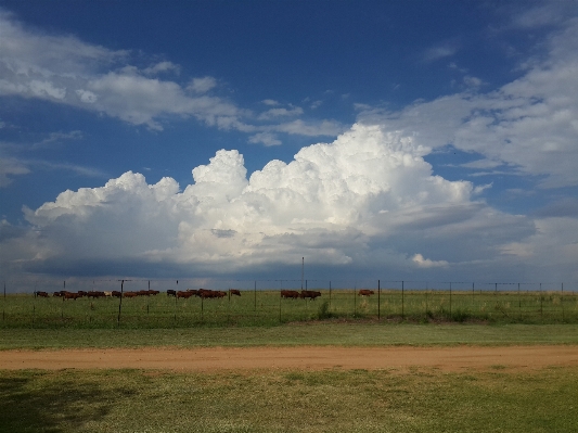 Landscape nature grass horizon Photo