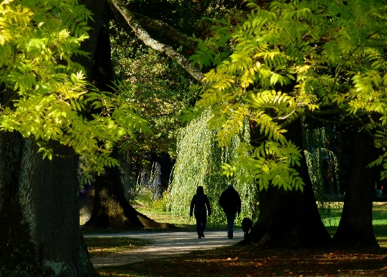 Tree nature forest plant Photo