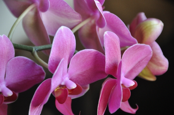 Blossom plant flower petal Photo