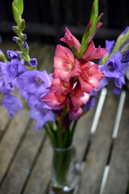 Nature blossom blur plant Photo