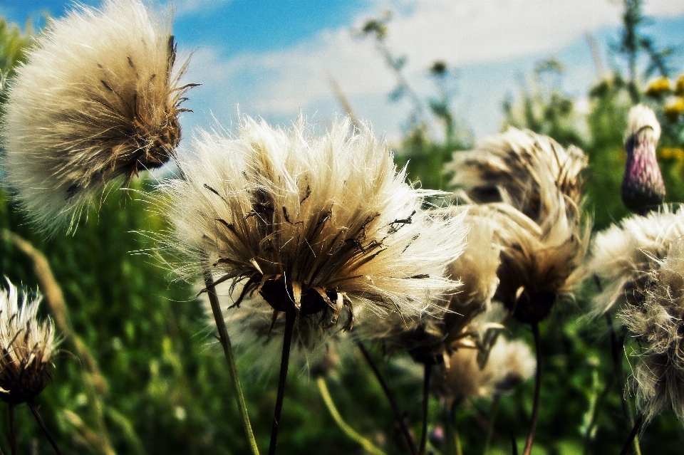 Nature grass blossom light