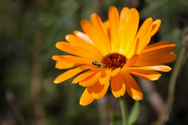 Photo Nature aile usine fleur