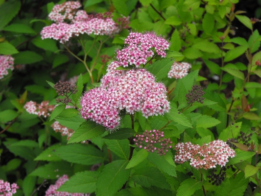 Plant flower summer botany Photo