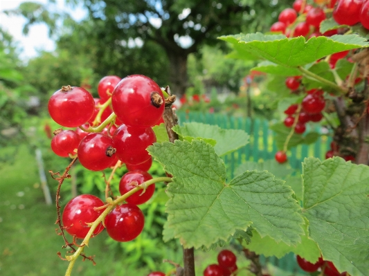 Plant fruit berry flower Photo