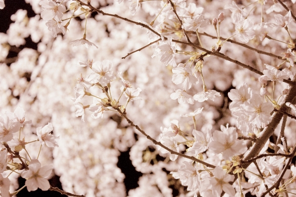 Landscape nature branch blossom Photo