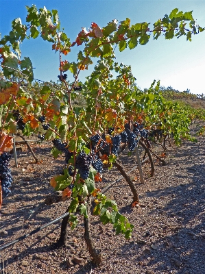 Tree plant vine vineyard Photo