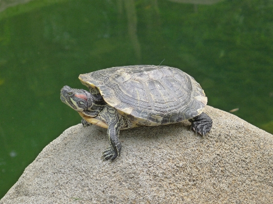 Water animal stone wildlife Photo