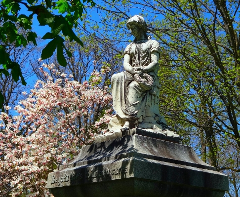 風景 木 自然 草 写真