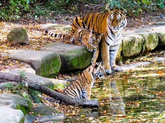 水 遊ぶ かわいい 野生動物 写真