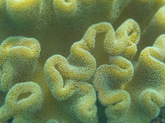 Foto Mar oceano mergulhando embaixo da agua