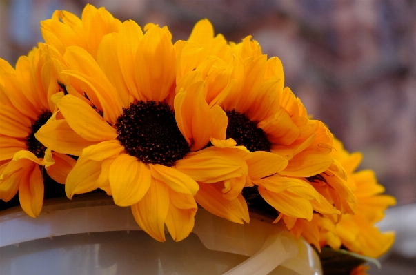 Plant flower petal yellow Photo