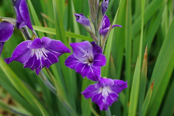 植物 花 紫 夏 写真