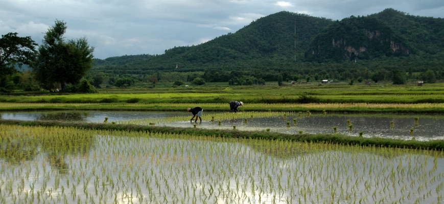 Landscape marsh swamp field Photo