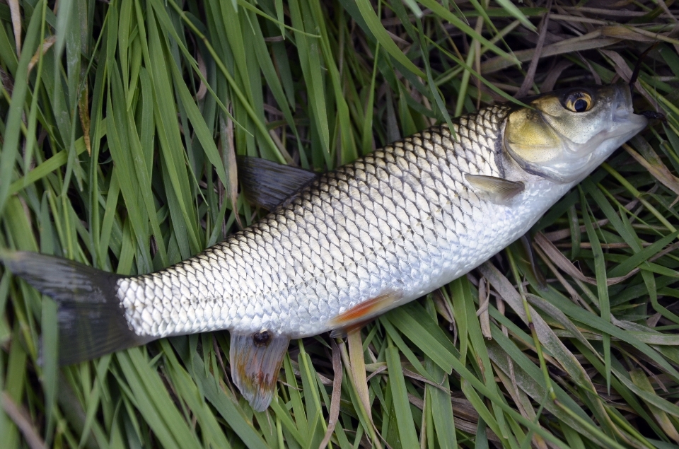 Natura pesca pescare fauna