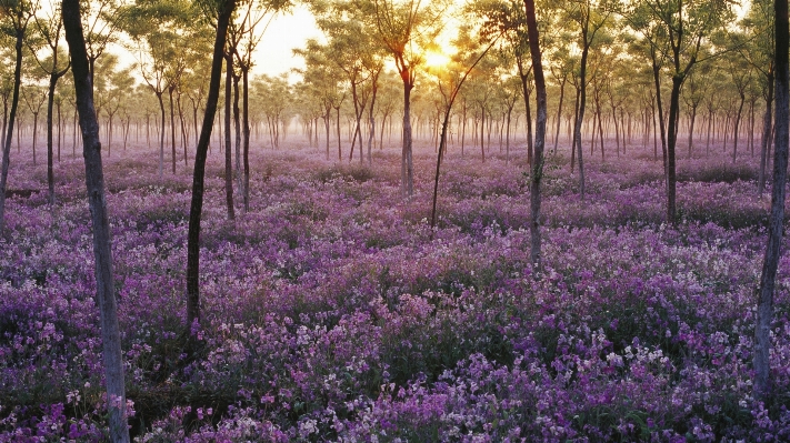 Landscape tree forest plant Photo