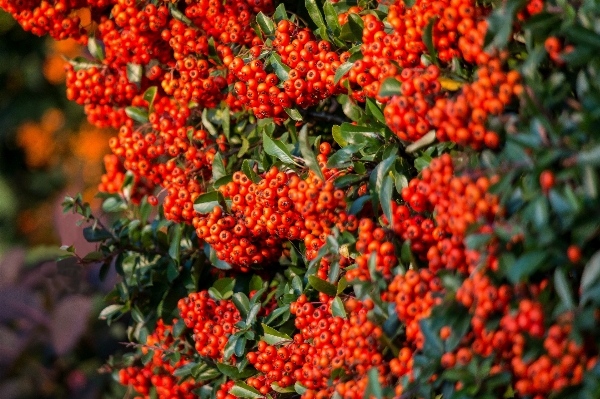 Plant flower summer bush Photo