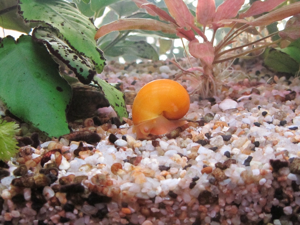 水 植物 花 食物