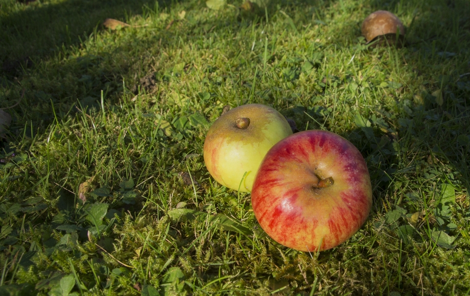 Apple baum natur anlage