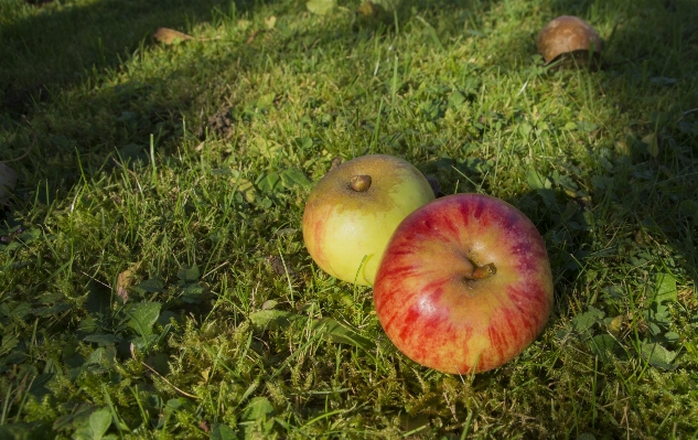 Apple tree nature plant Photo