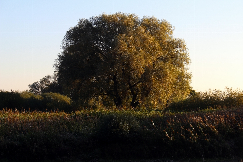 Landscape tree nature forest