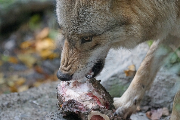 野生動物 動物園 食べ物 哺乳類 写真