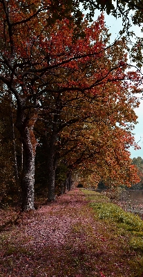 Landscape tree nature forest Photo