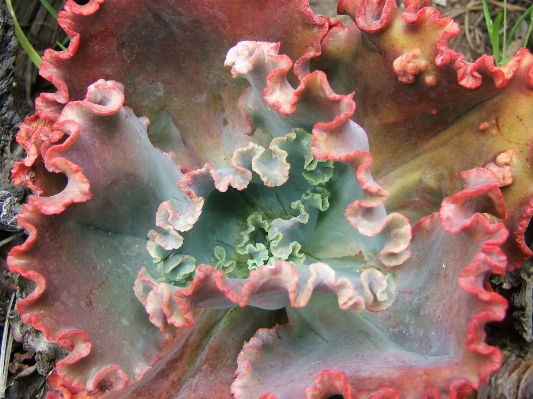 植物 葉 花 水中 写真