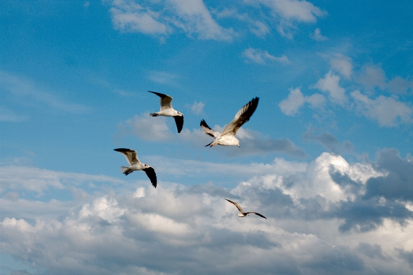 Sea ocean bird wing Photo