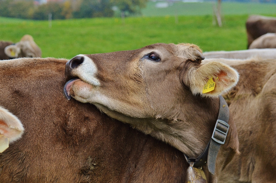 Natura erba azienda agricola prato
