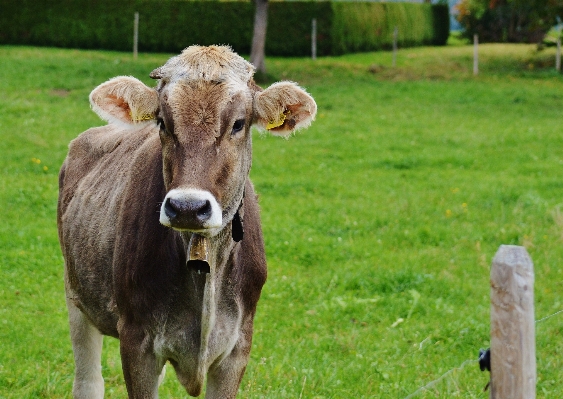 Nature grass field farm Photo