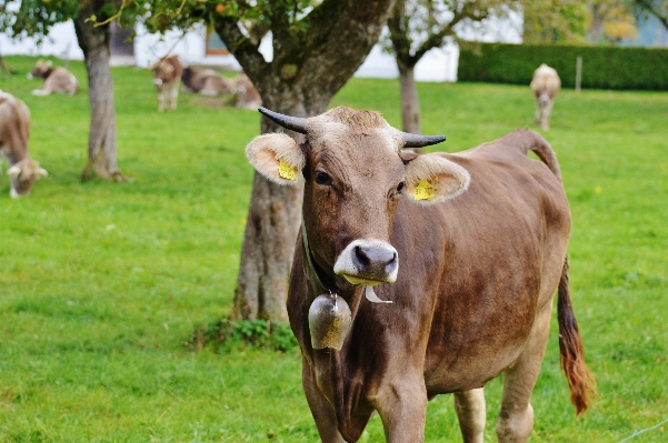 Nature grass field farm Photo