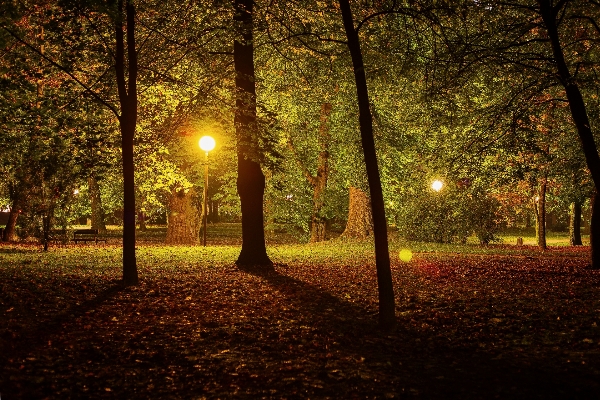 風景 木 自然 森 写真